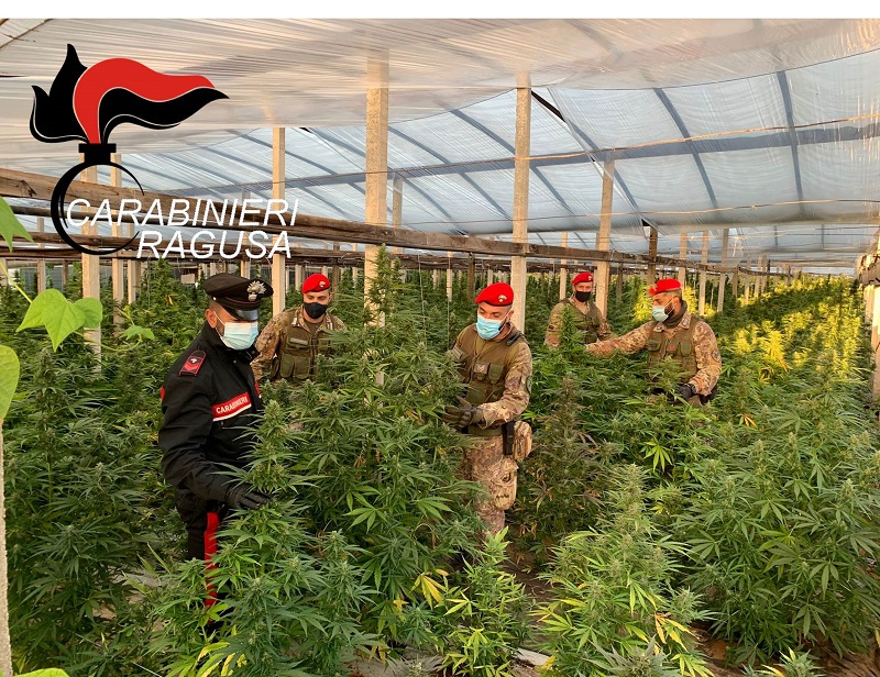 Vittoria, scoperta maxi piantagione di cannabis: sequestrate oltre 1000 piante, due arresti(Foto) Vittoria, scoperta maxi piantagione di cannabis: sequestrate oltre 1000 piante, due arresti(Foto)