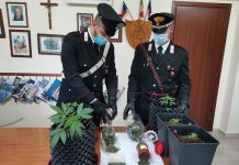 Taormina, serra per cannabis in casa: arrestato giovane con “l’hobby del giardinaggio”