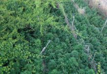 Canicattì, Cannabis nascosta tra i vigneti in C.da Corrige: la polizia arresta 36enne armato di pistola(Video)