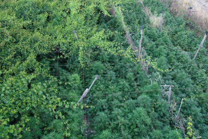 Cannabis in contrada Corrige