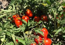 Licata e il pomodorino “Buttiglieddru” protagonisti della trasmissione”Cotto e mangiato” su Italia 1