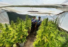 Milazzo, in azione i cani antidroga dei carabinieri: scoperta una piantagione di canapa indiana, due arresti