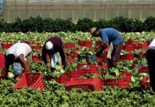 Sicilia, bando per la realizzazione di progetti rivolti al contrasto dello sfruttamento dei lavoratori stranieri