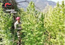 Sicilia, coltiva canapa indiana: 58enne arrestato dai Carabinieri