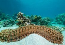 Licata, pescano oloturie: denunciati tre palermitani