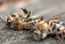 SOS API – Rotary & Famila pro-Api, con iniziativa “esperienziale”