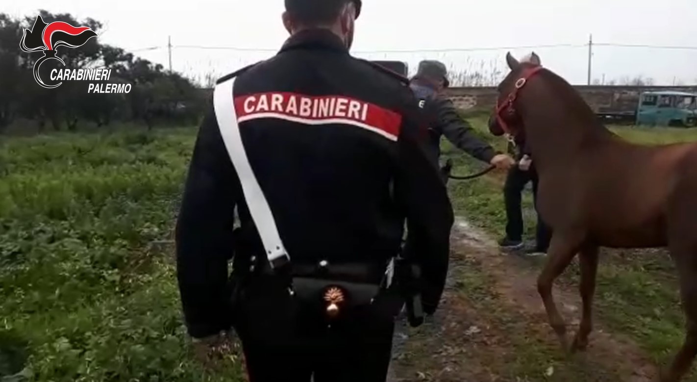 Palermo, corse clandestine di cavalli: identificato un fantino e ritrovato uno dei cavalli Palermo, corse clandestine di cavalli: identificato un fantino e ritrovato uno dei cavalli