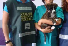 Caltanissetta, cani privi di microchip: controlli delle guardie zoofile, mille euro di sanzioni
