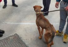 Sicilia, cane scheletrico: sequestrato grazie all’intervento dell’Oipa di Ragusa, denunciato l’uomo che lo deteneva