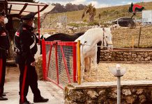 Canicattì, cavalli privi di microchip: i carabinieri sequestrano un centro ippico