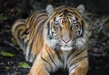 Sicilia, tigre fugge da gabbia di un circo e uccide pony: catturata