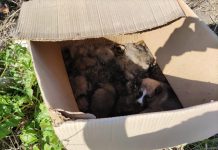 Caltanissetta, cuccioli abbandonati dentro un cartone sotto il sole: tutti morti, taglia di mille euro per trovare i responsabili