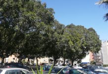 Catania, potatura alberi e pulizia in piazza Abramo Lincoln