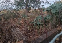 Incendi a Catania, il consigliere comunale Cardello chiede di mettere in sicurezza le zone a rischio