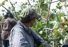 Bronte, inizia la raccolta del pistacchio: il Sindaco chiede di intensificare i controlli per evitare furti