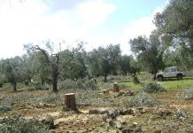 Burgio, 24 alberi di ulivo rasi al suolo: intimidazione ai danni di un bracciante agricolo