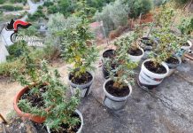Caronia, coltiva droga in casa: arrestato 46enne