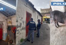 Scoperte stalle abusive a Catania: denunciati i proprietari