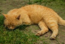 Messina, Gatti Avvelenati nell’Ex Macello:Ricompensa di 2000 euro per Catturare Colpevoli