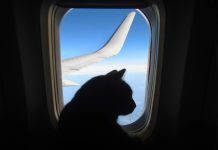 Curioso Incidente su Volo ITA da Roma a Catania: Gatto Scopre un’Iguana Nascosta