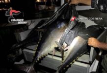 Sanzioni per Violazioni delle Norme sulla Pesca a Panarea: Sequestrati Attrezzi e Tonni Rossi